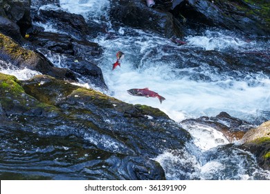 Jumping Salmon In A River