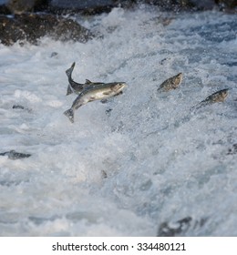 Jumping Salmon In A River At Alaska