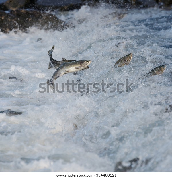 Jumping salmon in a river at\
Alaska