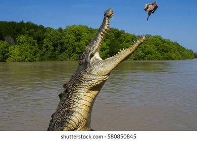 Jumping saltwater crocodile in Kakadu National Park in Australia's Northern Territory.