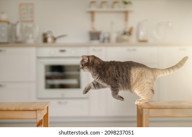 Сat jumping. Scottish straight cat in the kitchen