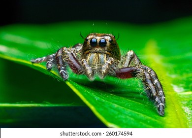 Jumping Spider