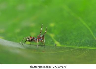 Jumping Spider