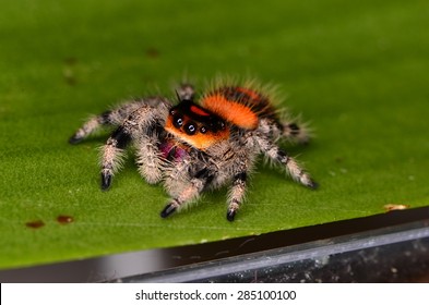 Jumping Spider