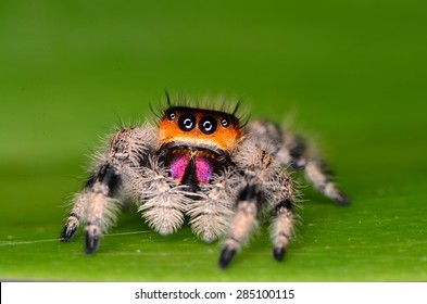 Jumping Spider