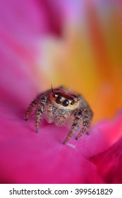 jumping spider