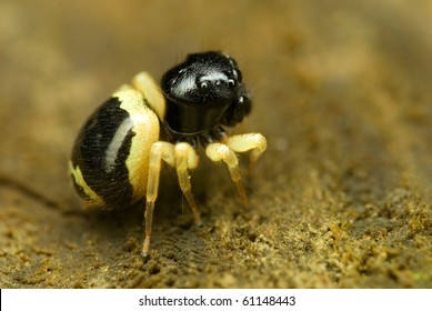 Jumping Spider