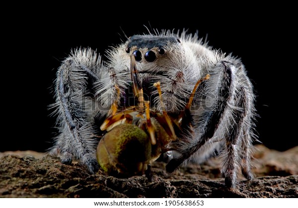 Jumping spider closeup face, jumping
spider, the spider is eating insects, insect
closeup