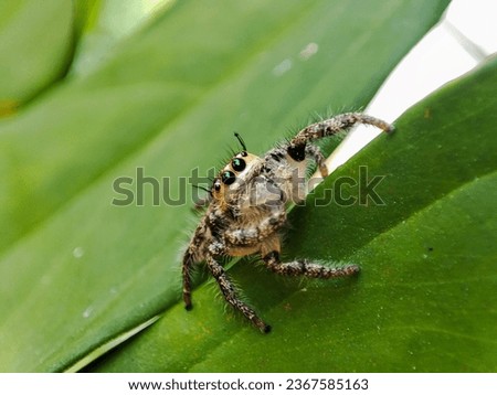jumping Spider crawling in the grass
