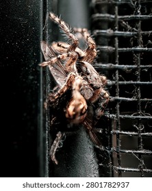 Jumping spider devouring its prey