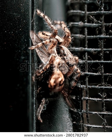 Jumping spider devouring its prey