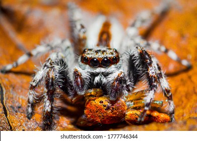 Jumping Spider Eating Baby Spider