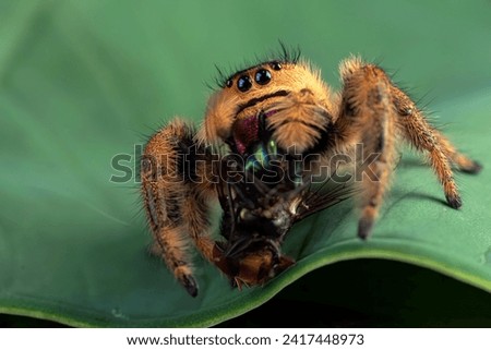 Jumping spider eating a prey