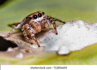 Jumping spider with egg sac - Powered by Shutterstock