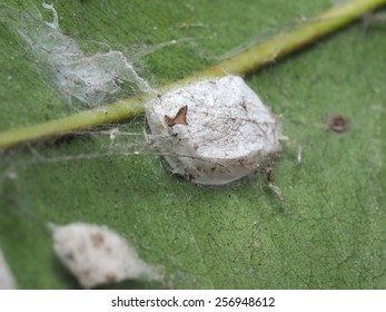 Jumping Spider And Her Cocoon