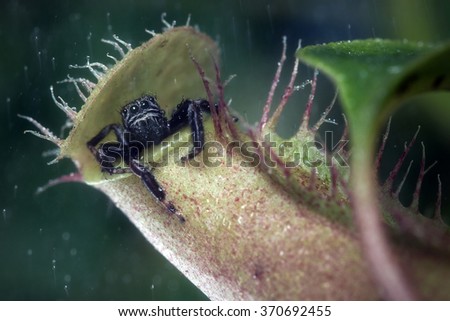 Jumping spider hids from the rain in tropical pitcher plant
