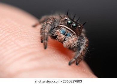 Jumping spider with human hand