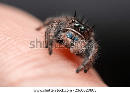 Jumping spider with human hand