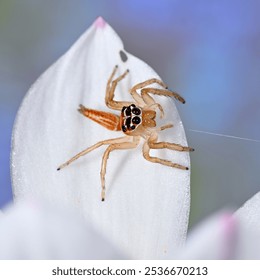 Jumping Spider Macro Photography  Natural - Powered by Shutterstock