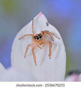 Jumping Spider Macro Photography  Natural - Powered by Shutterstock