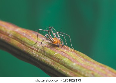 Jumping spider the branch in green background  Macro photography  Insect stock photo 