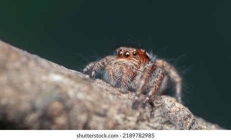 Jumping Spider On The Edge Of Tree. Jumping With Plain Background. Macro Clear Shot With Diffuser.