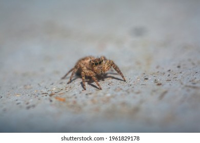 Jumping spider the floor different angle  Macro photography  Insect stock photo 