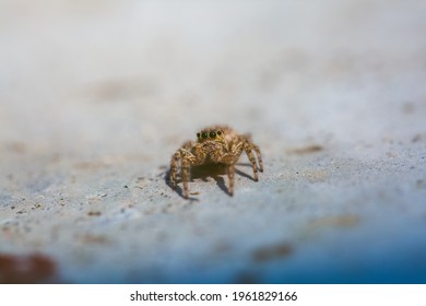 Jumping spider the floor  Macro photography  Insect stock photo 