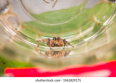 Jumping spider the glass jar  Look forward  Macro photography  Insect stock photo 