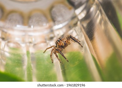 Jumping spider the glass jar  Macro photography  Insect stock photo 