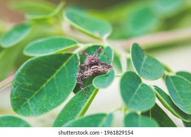 Jumping spider the leaf  Macro photography  Insect stock photo 