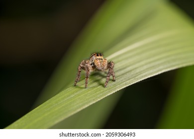 Jumping spider on a leaf. Macro.