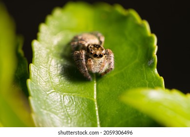 Jumping spider on a leaf. Macro.