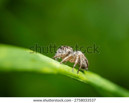 Jumping spider on leaf macro biodiversity wildlife concept
