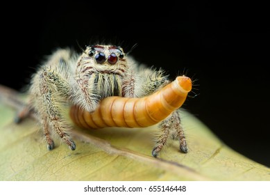 Jumping Spider On Leaves Are Eating Worms.