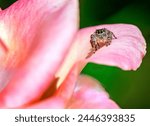 Jumping spider on pink flower (pic and drop).