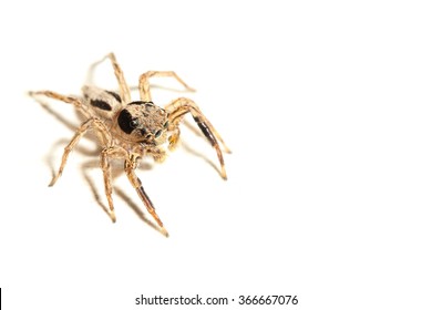 Jumping Spider On White Background