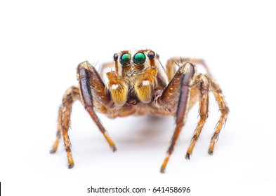 Jumping Spider on white background - Powered by Shutterstock