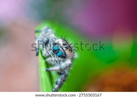 Jumping spider (Phidippus regius) grips green leaf in outdoor setting. Blue-green chelicerae and multiple eyes are visible.
