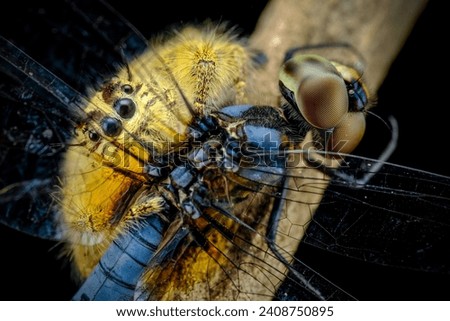 Similar – Image, Stock Photo turmoil Fly Blowfly