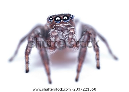 jumping spider Salticidae with expressive beautiful eyes of blue color isolated on white background, selective focus