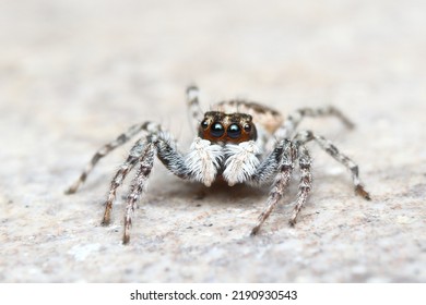 50,147 Jumping Spider(salticidae) Images, Stock Photos & Vectors ...