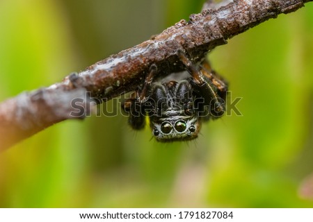 Jumping spider (Salticidae) sitting upside down on a stick. Cute small black spider in its habitat. Insect detailed portrait with soft green background. Wildlife scene from nature. Czech Republic