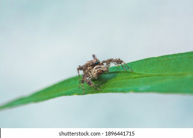 Jumping Spider scrawling green leaf 