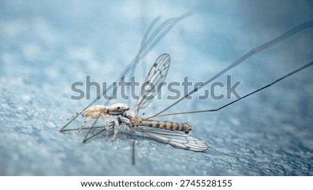 Jumping spider seizing a large cranefly as prey, illustrating predation and the food chain in a close-up, natural setting. Photography, no generative ai