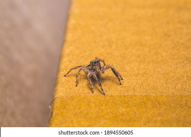 Jumping spider siting yellow cardboard  Isolated spider stock photo 