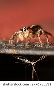 A jumping spider, a small and beautiful jumping spider posing on a surface, macro photo, selective focus.