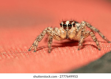 A jumping spider, a small and beautiful jumping spider posing on a surface, macro photo, selective focus.