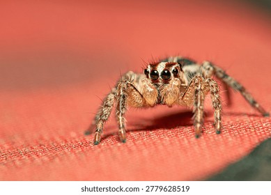 A jumping spider, a small and beautiful jumping spider posing on a surface, macro photo, selective focus.