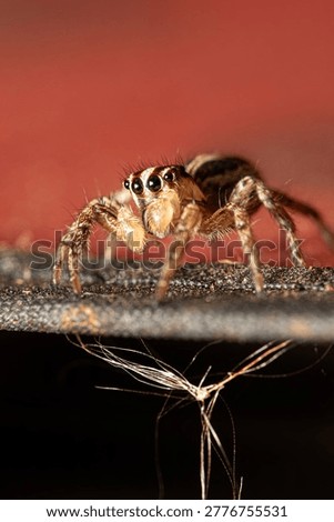 A jumping spider, a small and beautiful jumping spider posing on a surface, macro photo, selective focus.